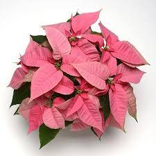 Poinsettia'Feeling Pink'
