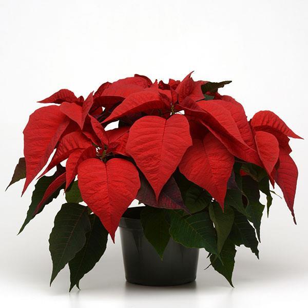Poinsettia 'Feeling Merlot'