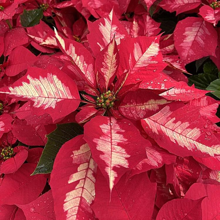Poinsettia 'Ice Punch'