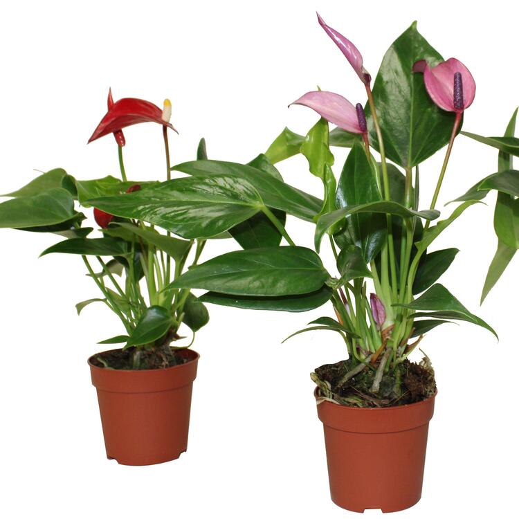 Anthurium assorti 3''