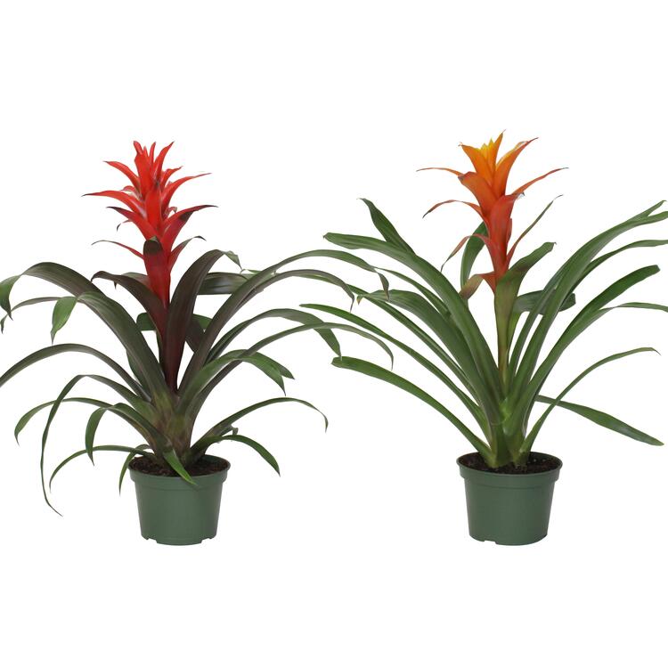 Guzmania assortis 6''