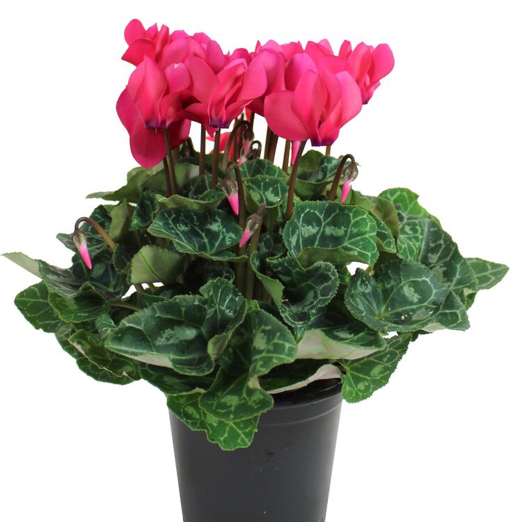 Cyclamen - rose foncé 4,5''