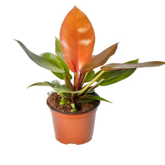 Philodendron 'Prince of Orange' 6''