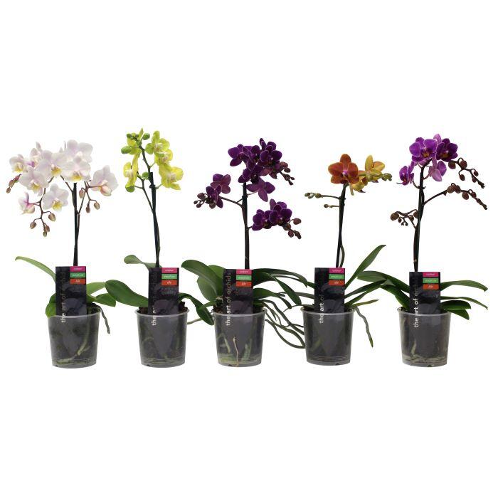 Phalaenopsis 'Picola'  3,5''