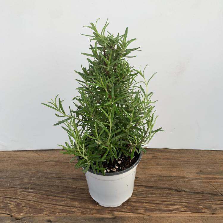 Romarin conique 4''