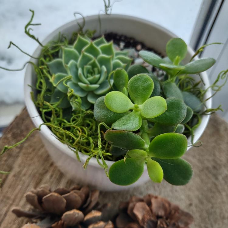Arrangement de plantes succulentes - Format moyen