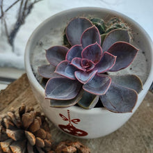 Charger l&#39;image dans la galerie, Arrangement de plantes succulentes - Format moyen
