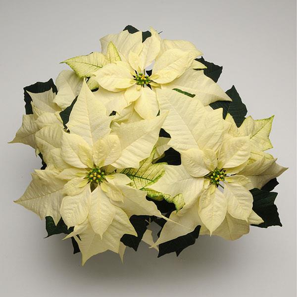 Poinsettia blanc