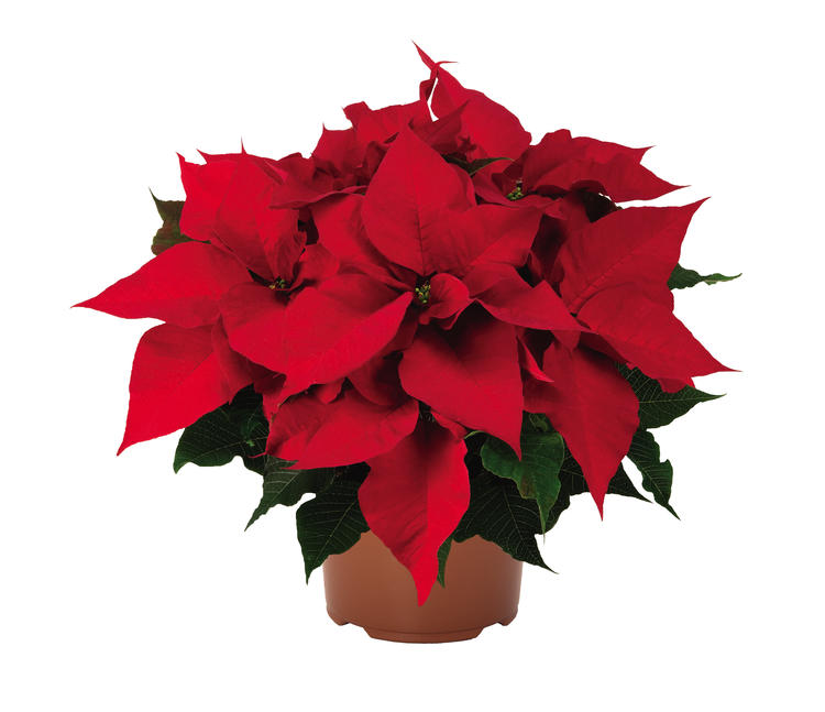 Poinsettia rouge 'Prestige Red'