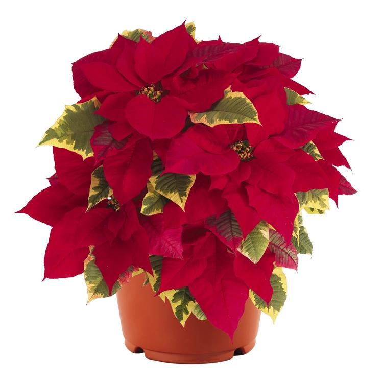 Poinsettia à feuilles panachées