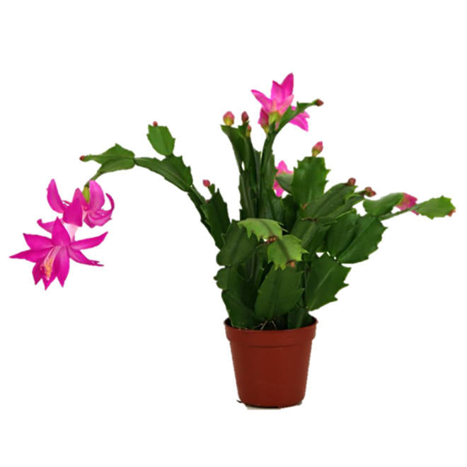 Cactus de Noël rouge 4''