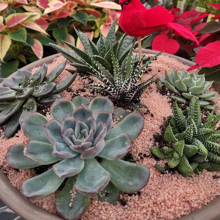 Arrangement de plantes succulentes - Grand format