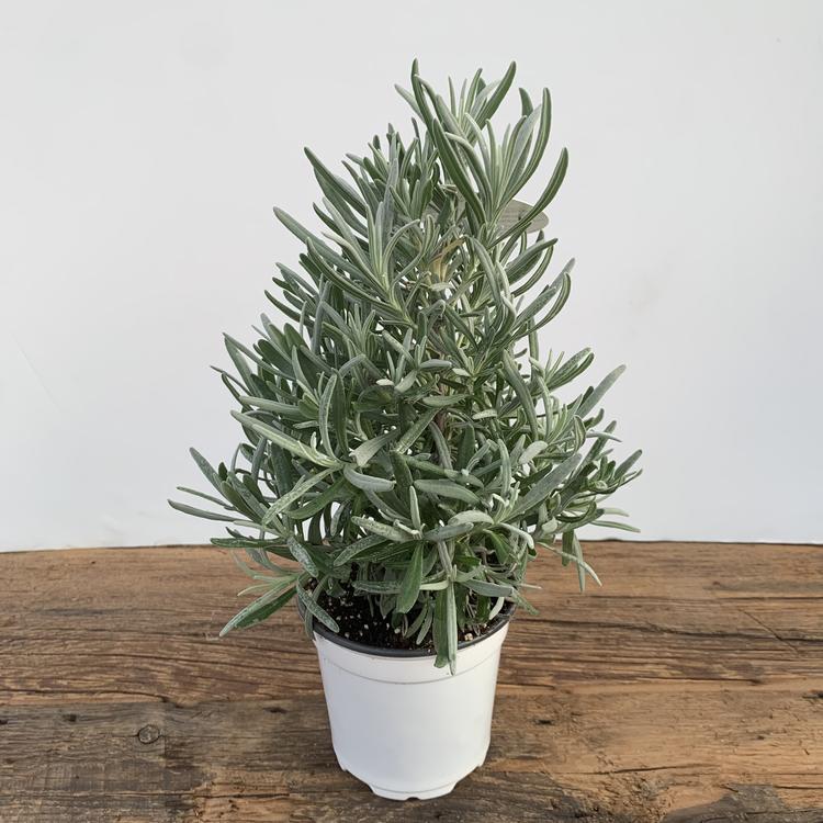Lavande conique 4''