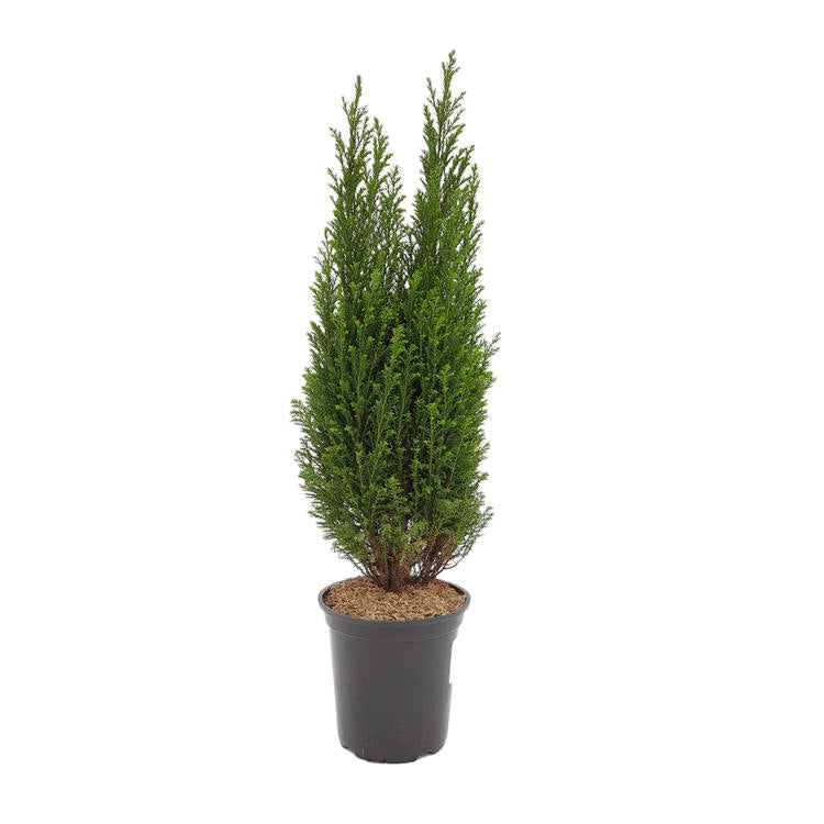 Chamaecyparis lawsoniana 'Ellwoodii' 4''