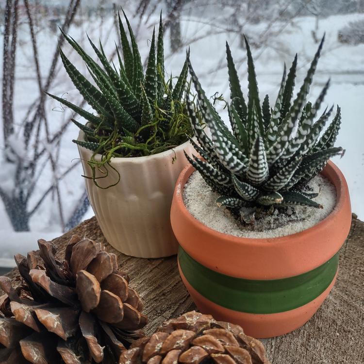 Arrangement de plantes succulentes - Petit format